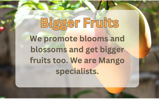 bigger_fruits4.png